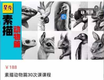 素描动物篇30次课课程