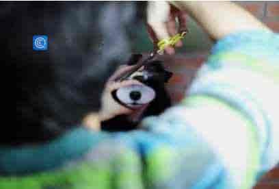 网红比熊雪纳瑞丝毛犬泰迪西高地贝灵顿修剪线上教程全套-【89节】